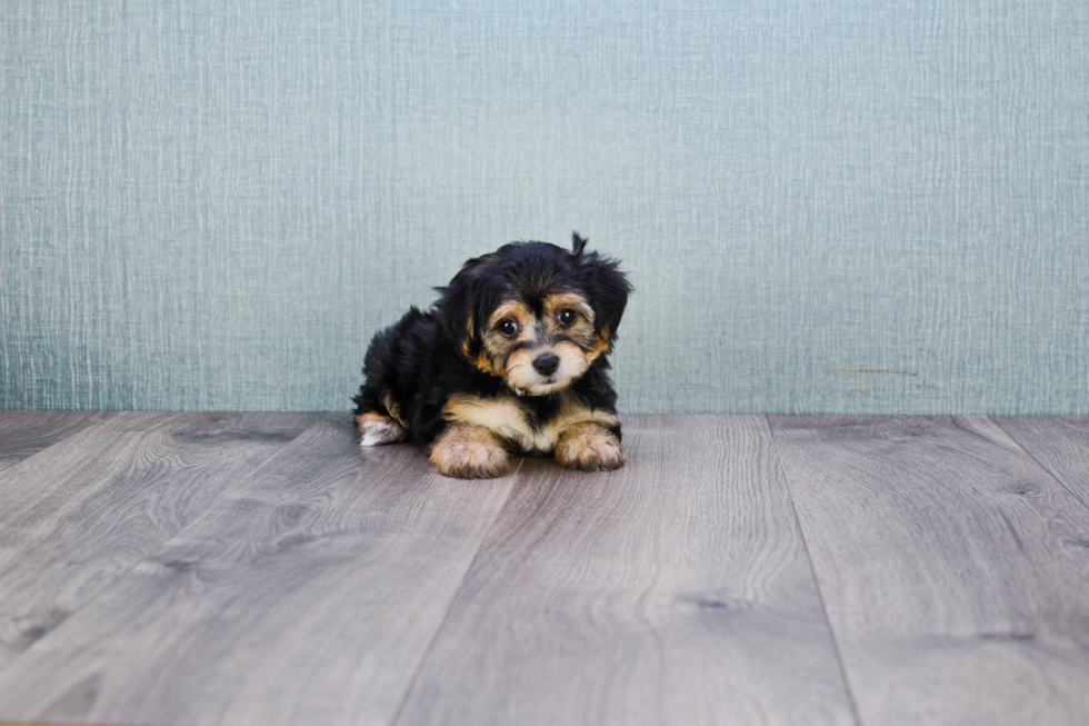 Morkie Pup Being Cute