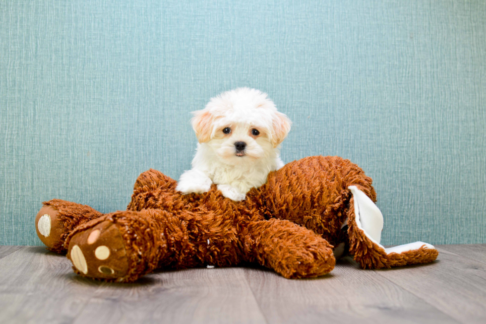 Best Maltipoo Baby