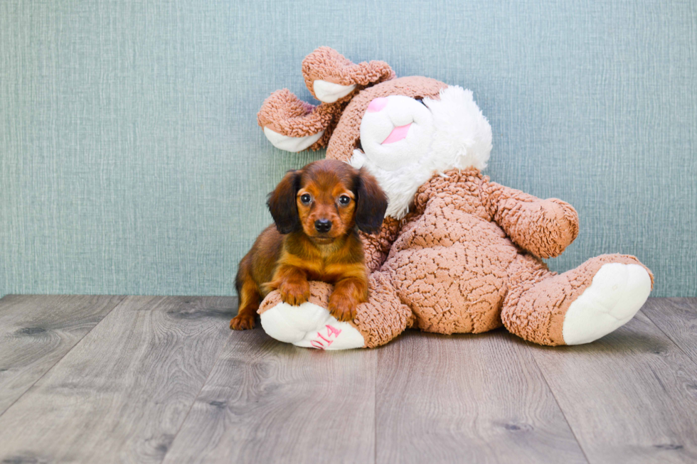 Dachshund Puppy for Adoption