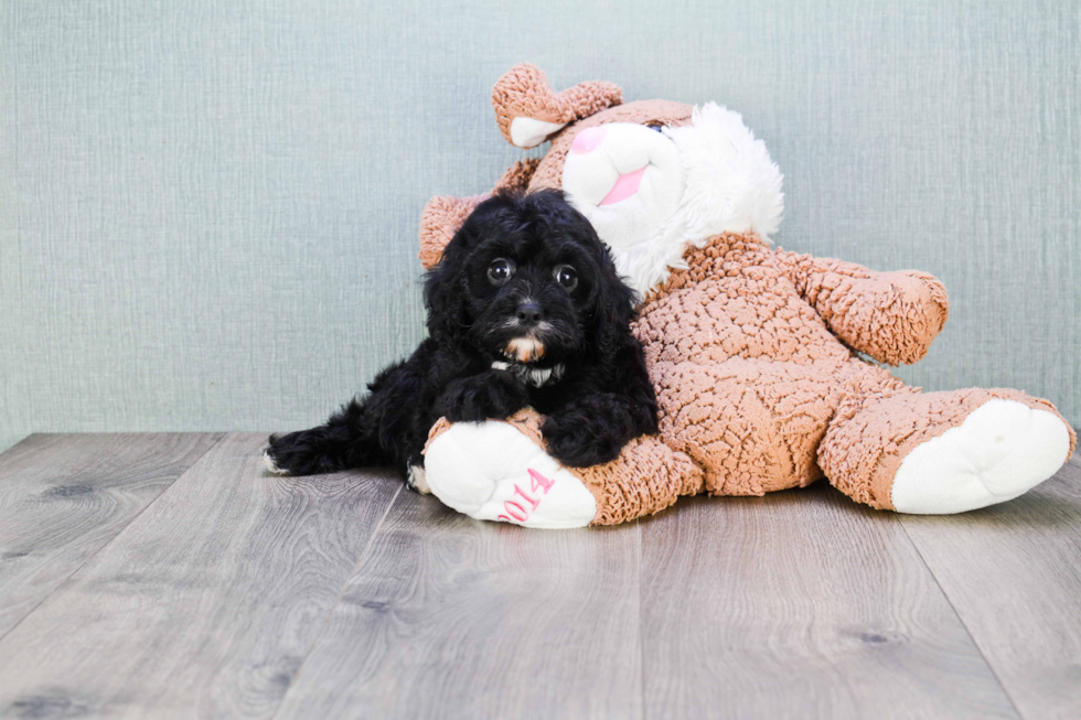 Smart Cavapoo Poodle Mix Pup