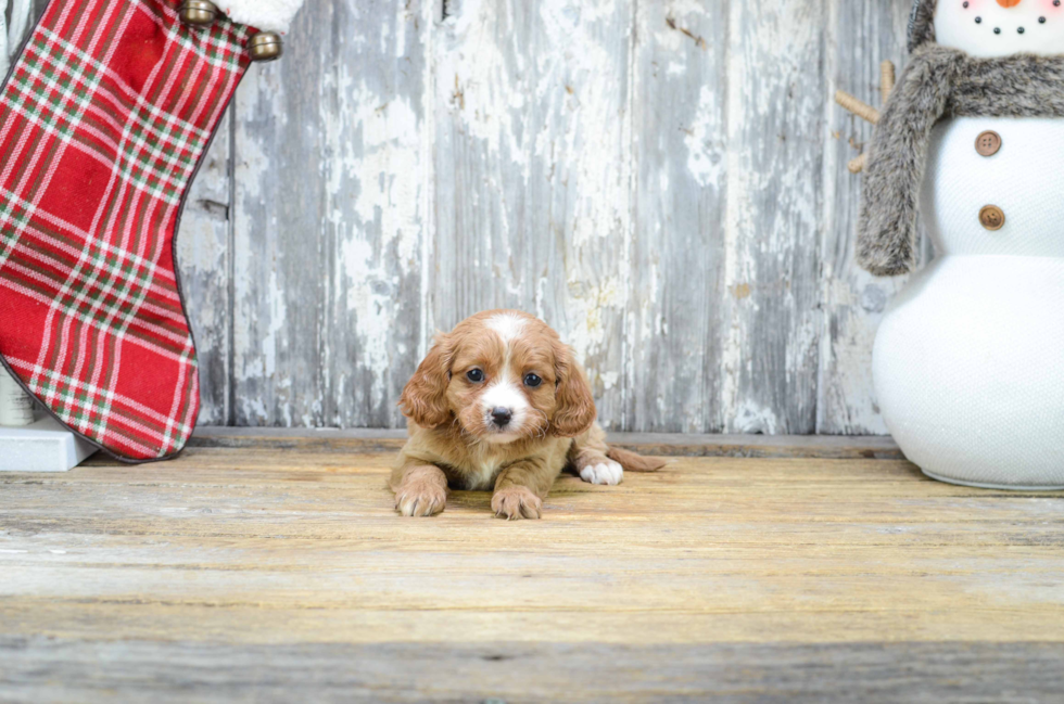 Cavapoo Puppy for Adoption