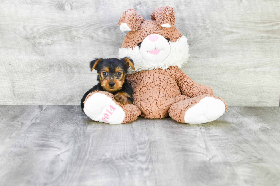 Meet Steph - our Yorkshire Terrier Puppy Photo 