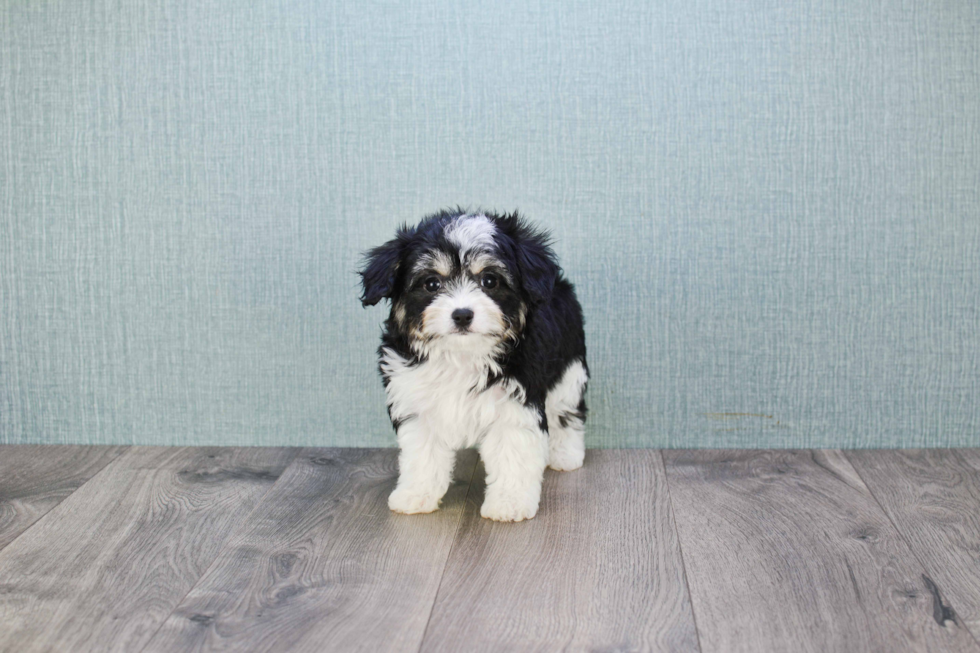 Cavachon Puppy for Adoption