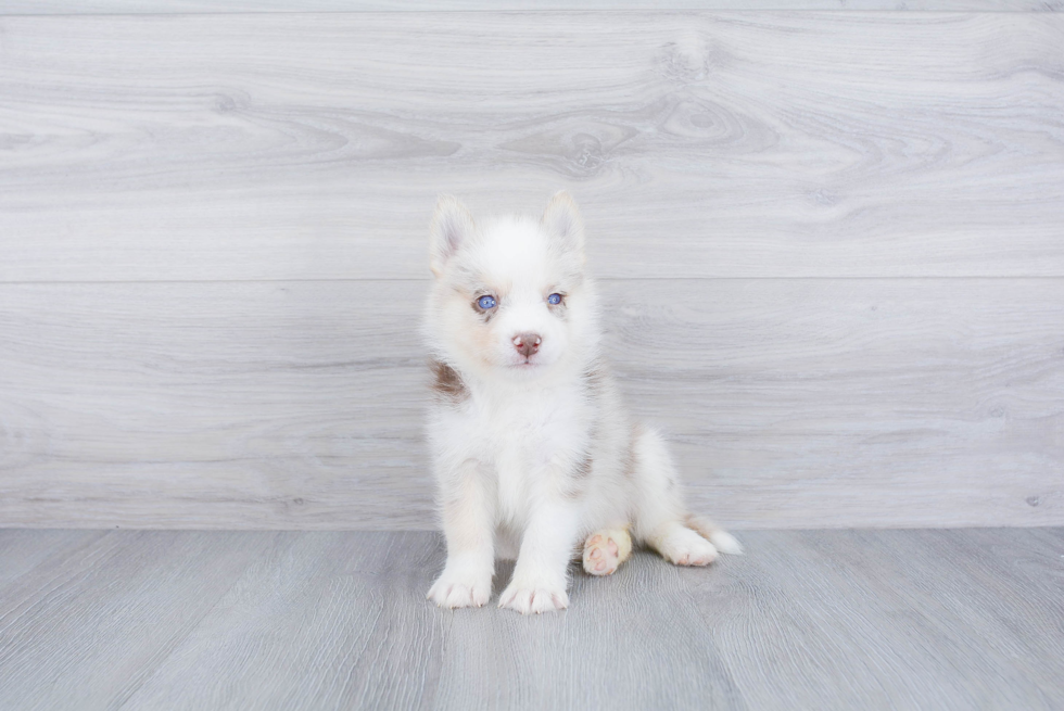 Pomsky Puppy for Adoption