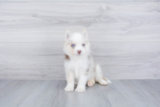 Pomsky Puppy for Adoption