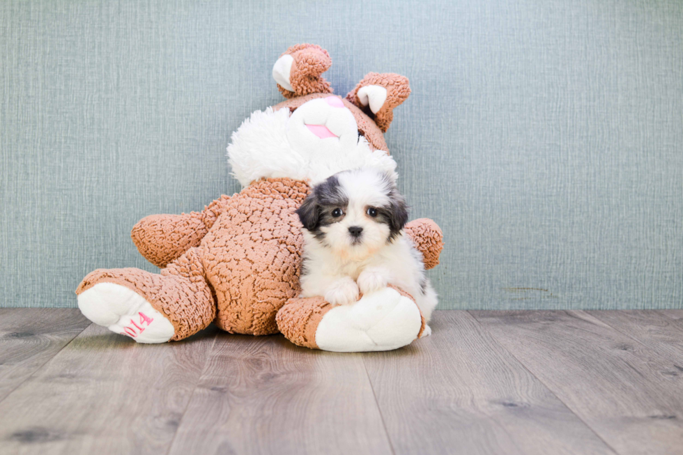 Teddy Bear Pup Being Cute