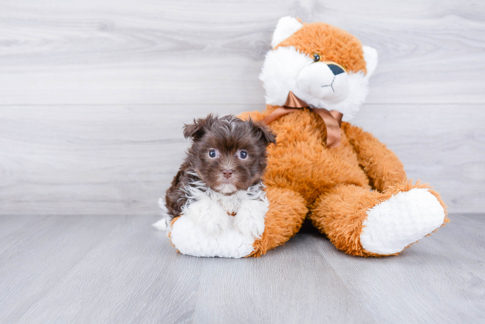 Petite Havanese Purebred Puppy