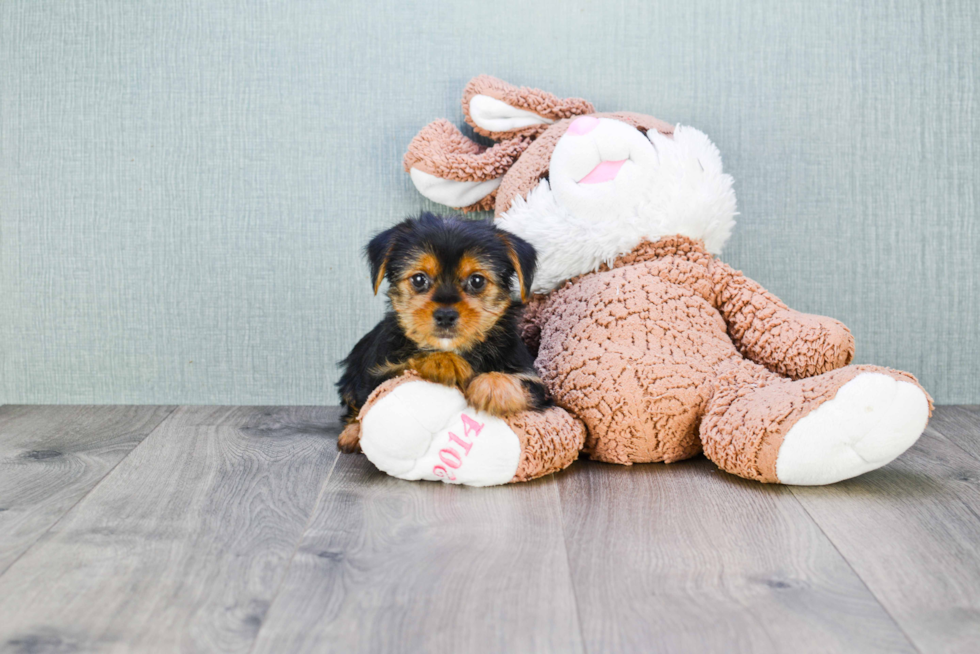 Meet Steph - our Yorkshire Terrier Puppy Photo 