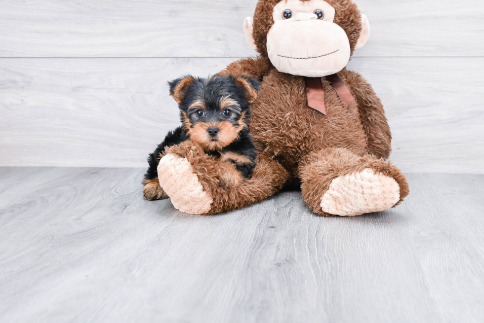 Meet Ronaldo - our Yorkshire Terrier Puppy Photo 