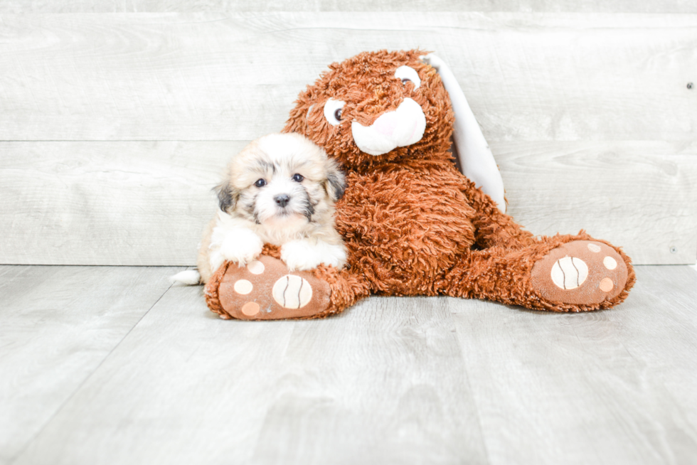 Teddy Bear Puppy for Adoption