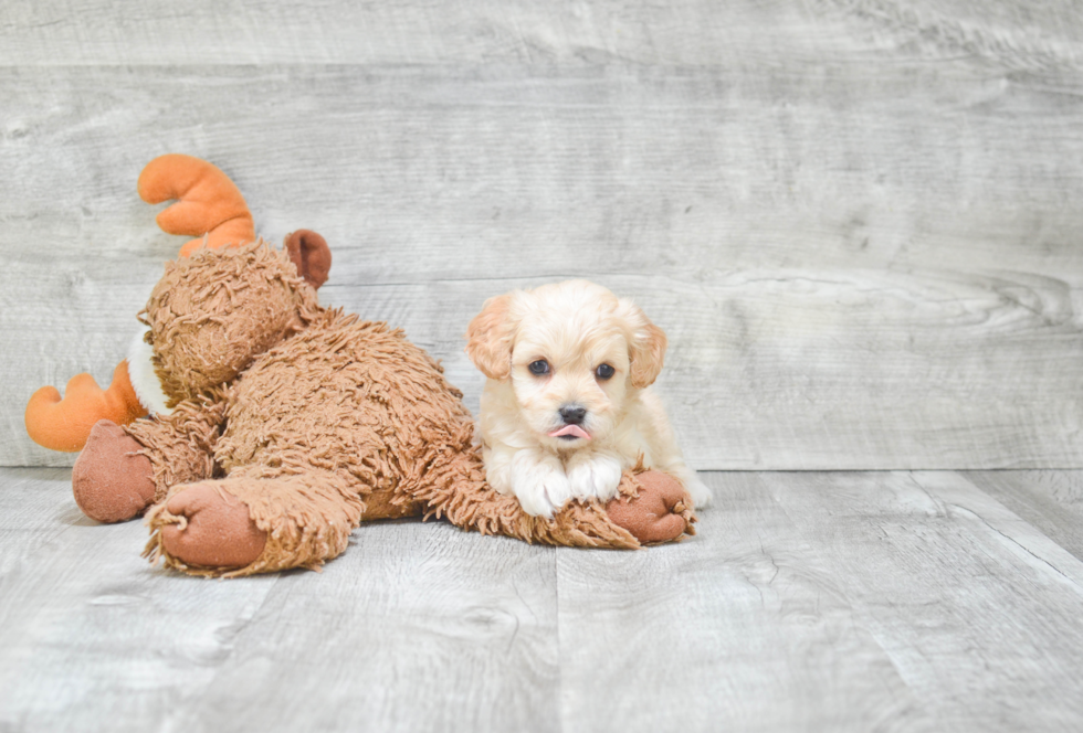 Cavachon Pup Being Cute