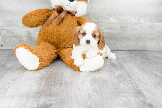 Little Cavalier King Charles Spaniel Baby