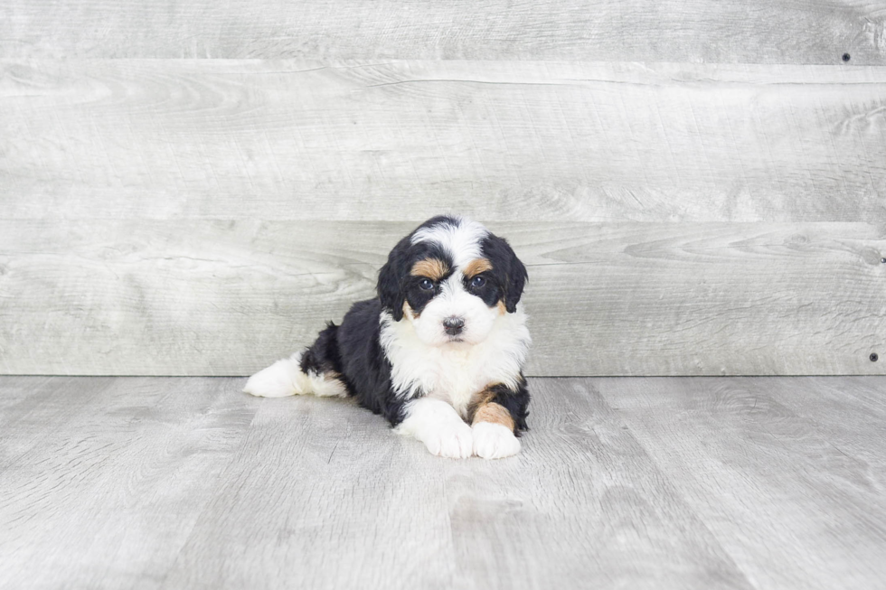 Little Mini Berniedoodle Poodle Mix Puppy