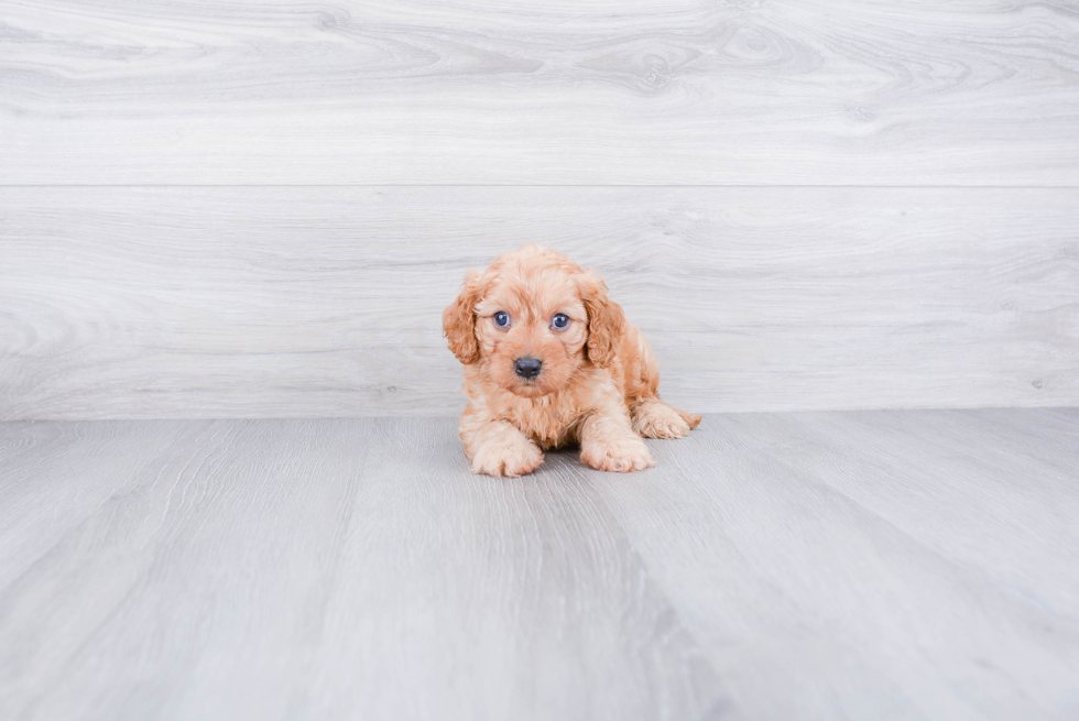 Cavapoo Puppy for Adoption