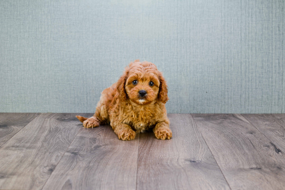 Hypoallergenic Cavoodle Poodle Mix Puppy