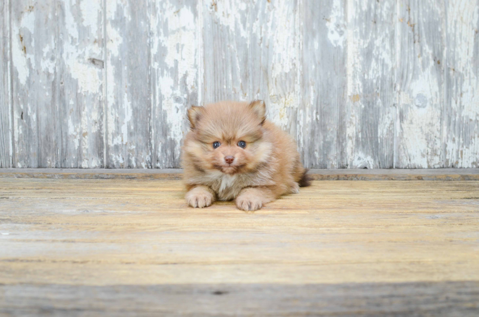 Sweet Pomeranian Purebred Puppy