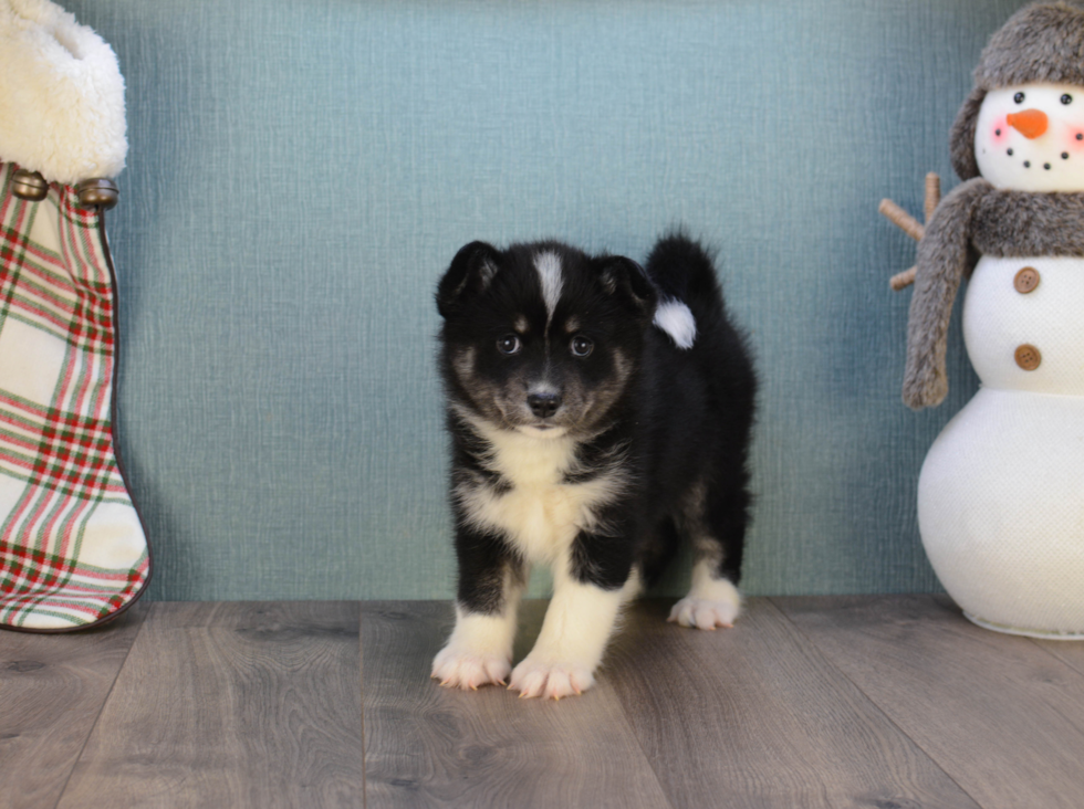 Popular Pomsky Designer Pup