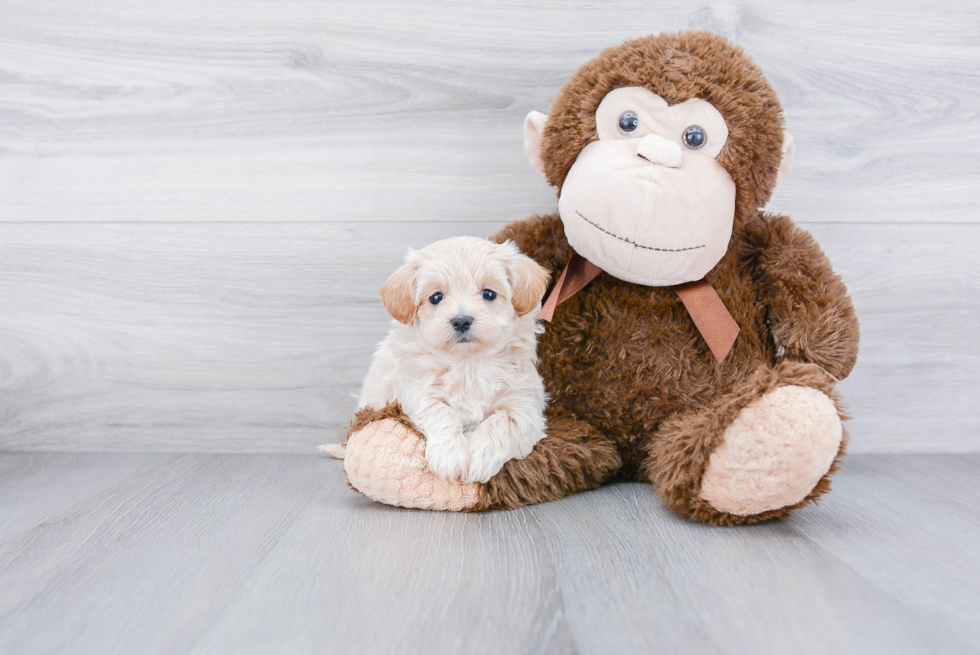 Maltipoo Pup Being Cute