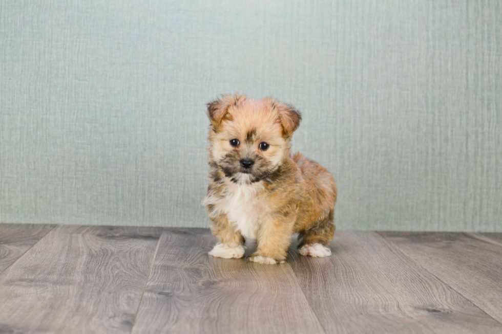 Friendly Morkie Baby