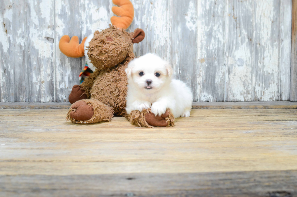 Funny Teddy Bear Designer Pup