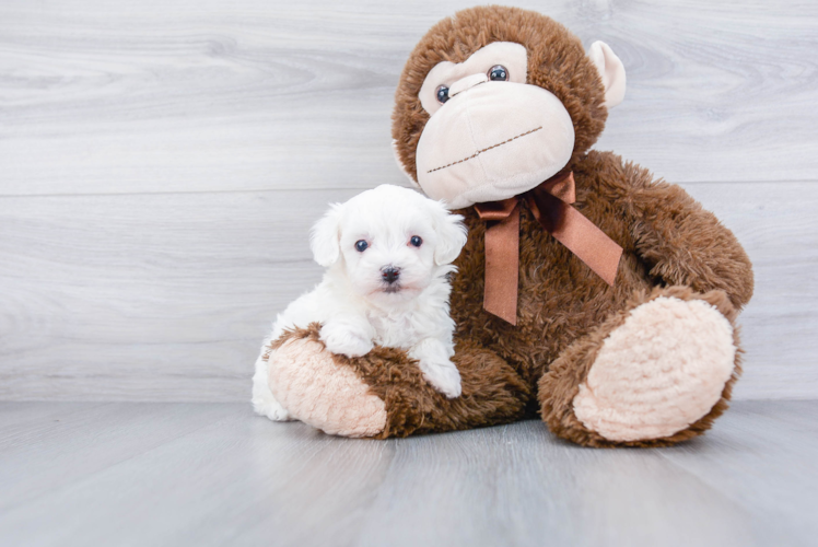 Smart Maltipoo Poodle Mix Pup