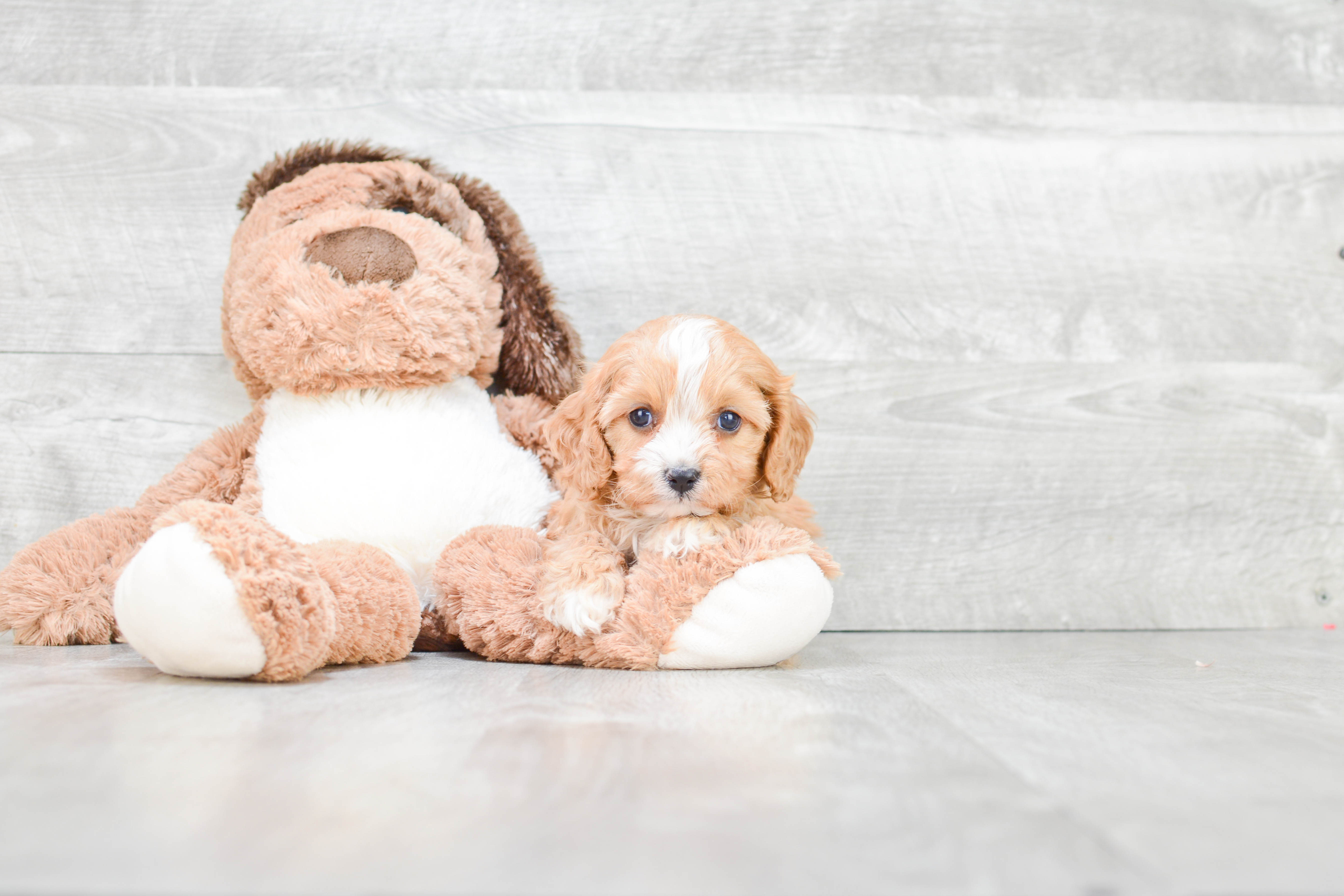 Hypoallergenic Cavoodle Poodle Mix Puppy