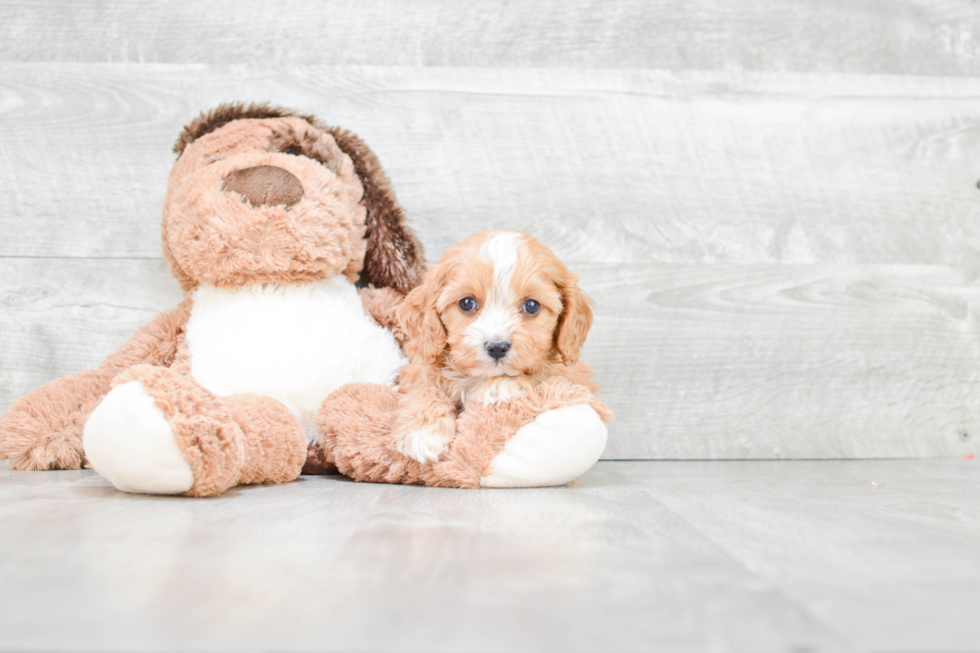 Hypoallergenic Cavoodle Poodle Mix Puppy