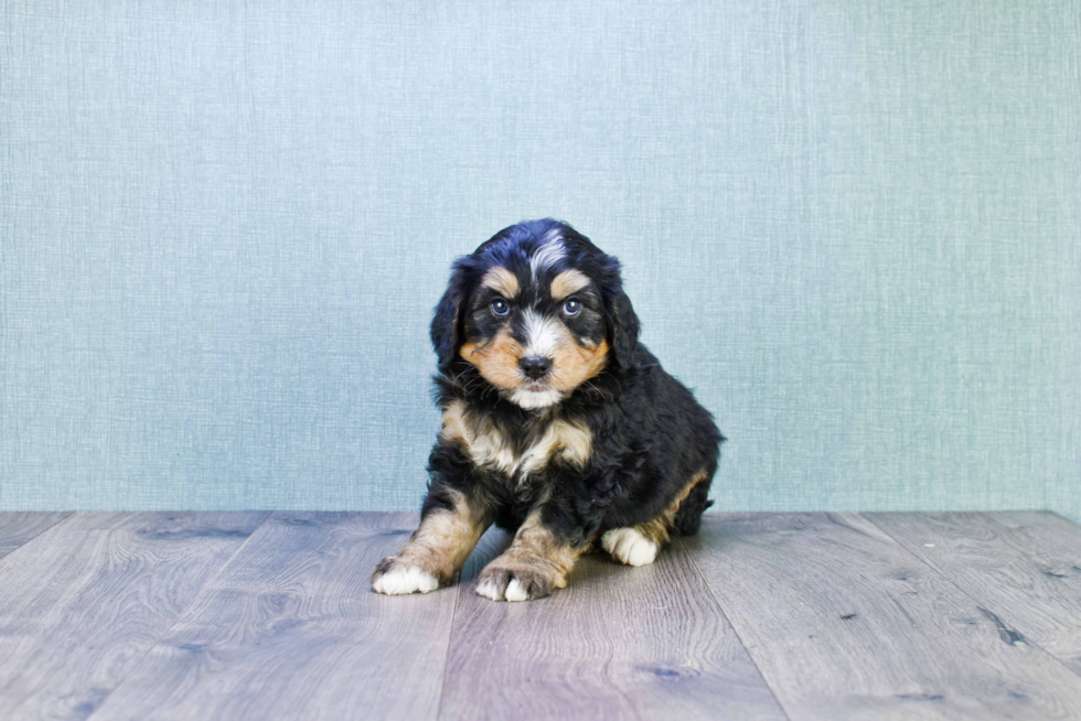 Mini Bernedoodle Puppy for Adoption