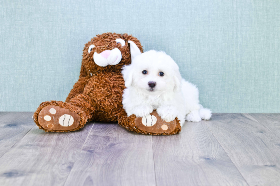 Bichon Frise Puppy for Adoption