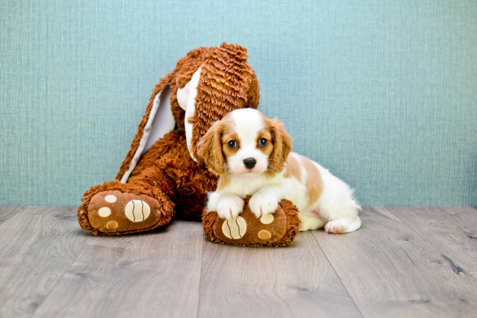 Cavalier King Charles Spaniel Pup Being Cute