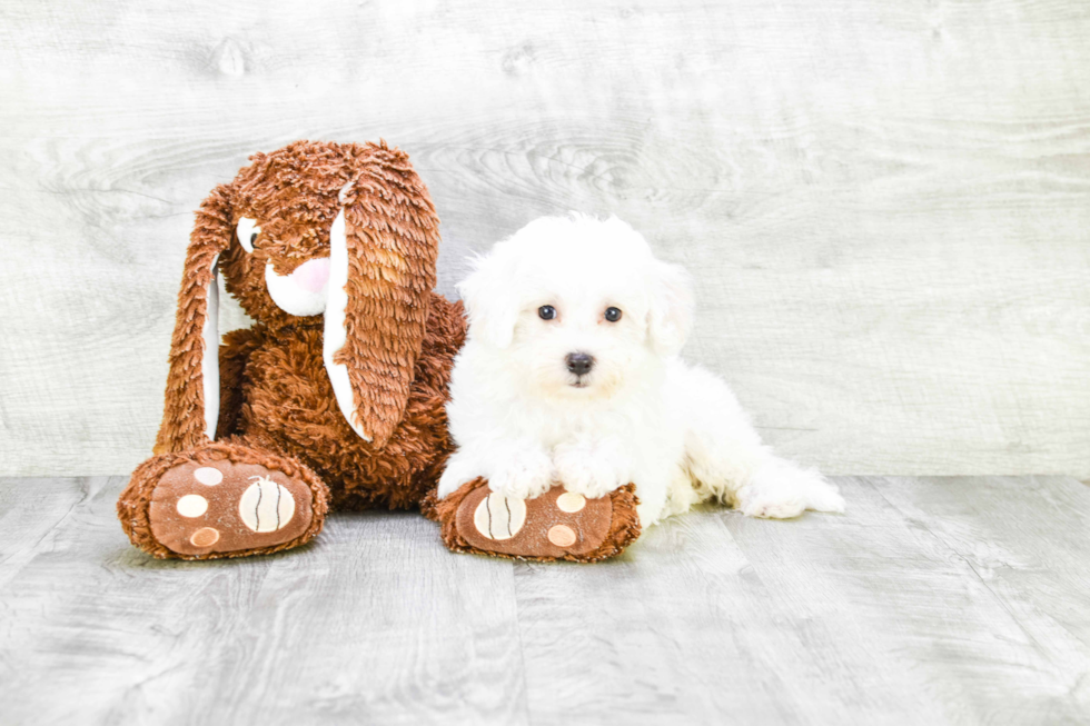 Little Bichon Frise Baby