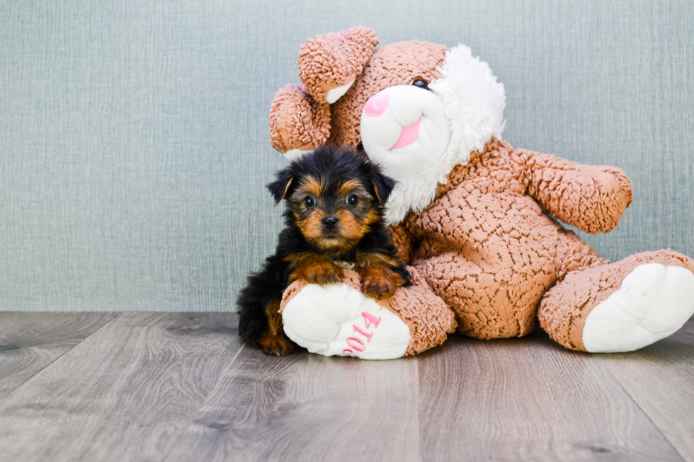 Meet Fiona - our Yorkshire Terrier Puppy Photo 