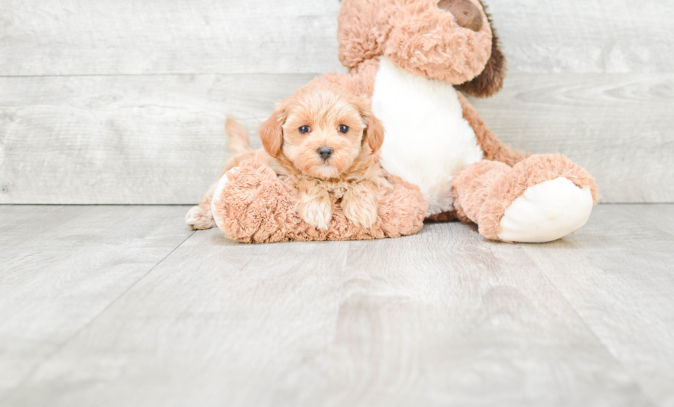 Maltipoo Pup Being Cute