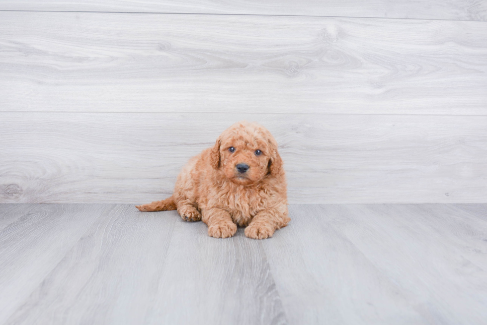 Best Mini Goldendoodle Baby