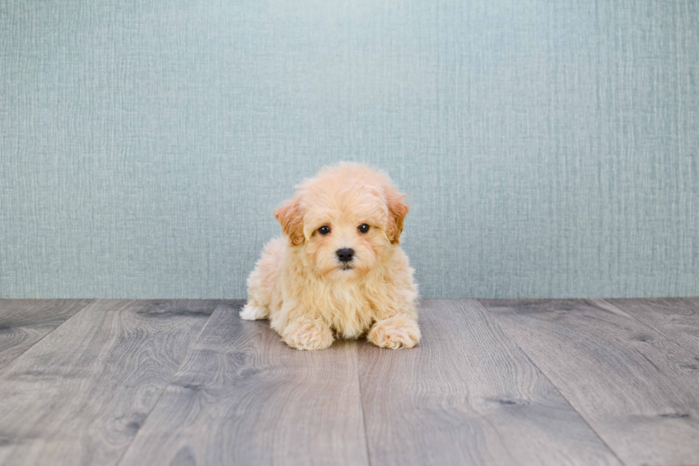 Happy Maltipoo Baby