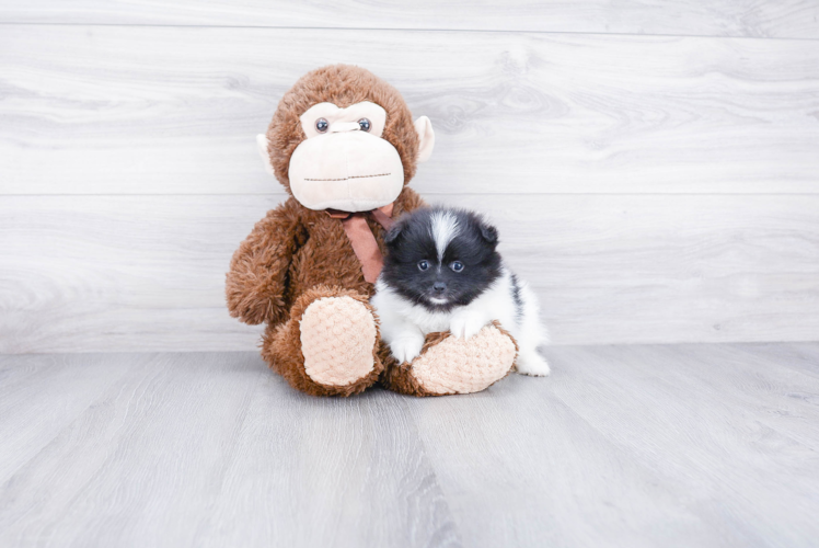 Popular Pomeranian Baby