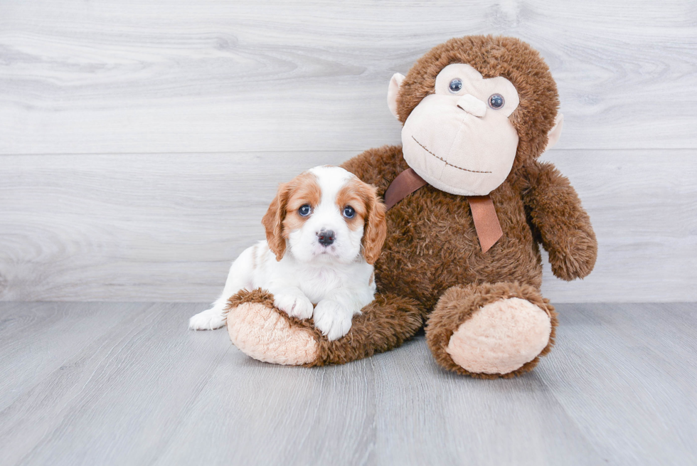 Cavalier King Charles Spaniel Pup Being Cute