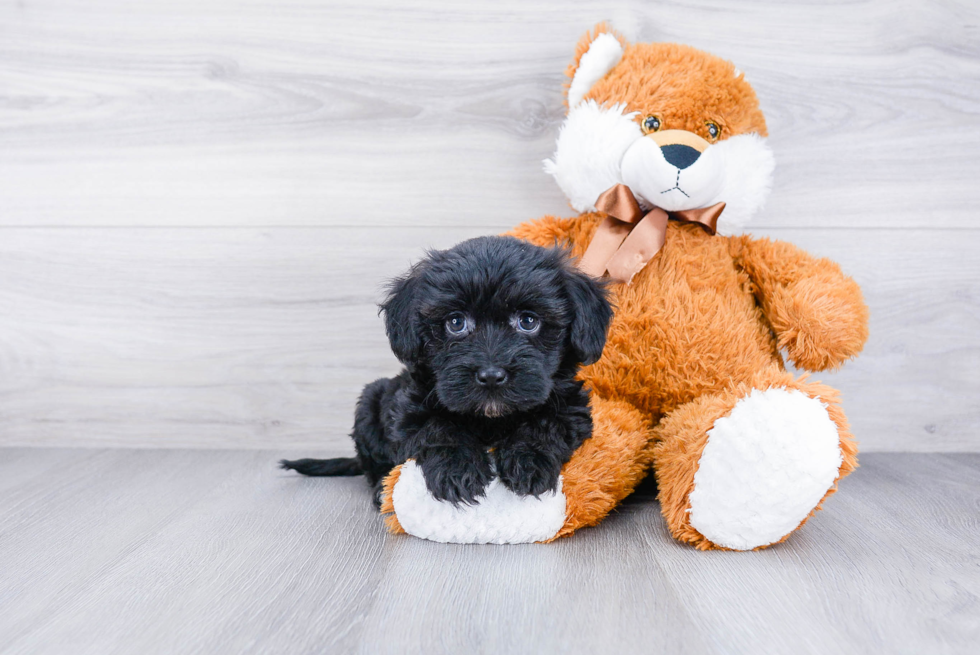 Havanese Pup Being Cute