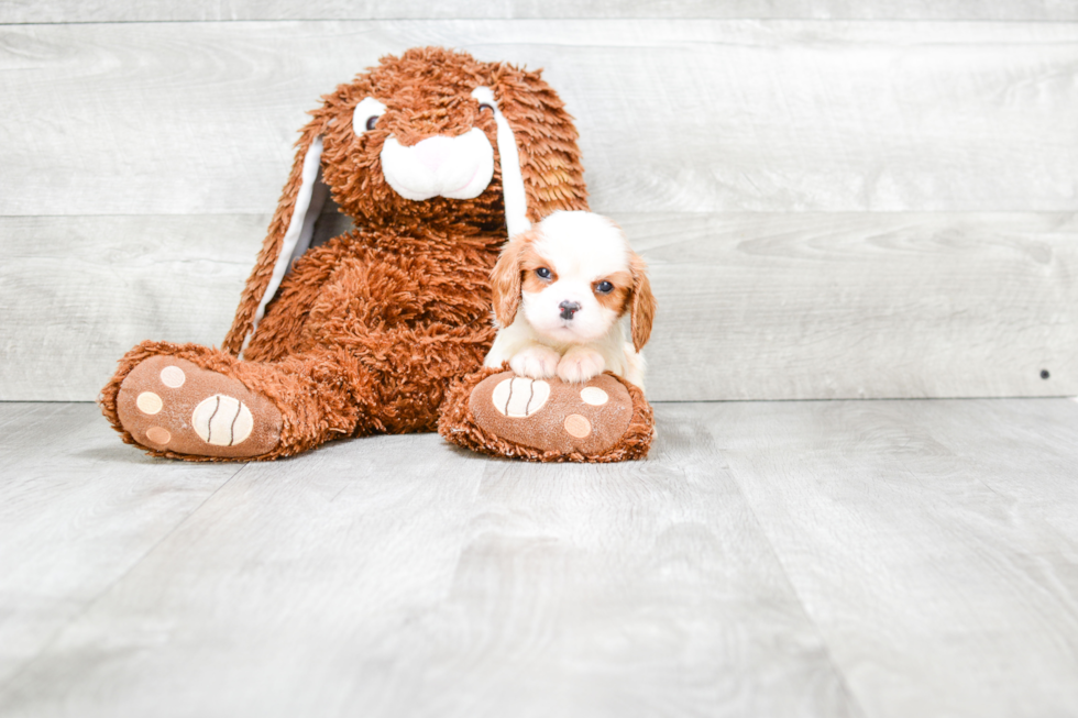 Cavalier King Charles Spaniel Pup Being Cute