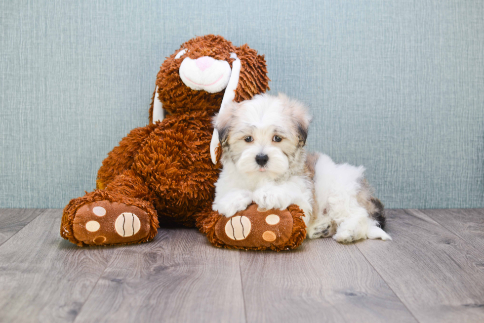 Adorable Havanese Purebred Puppy