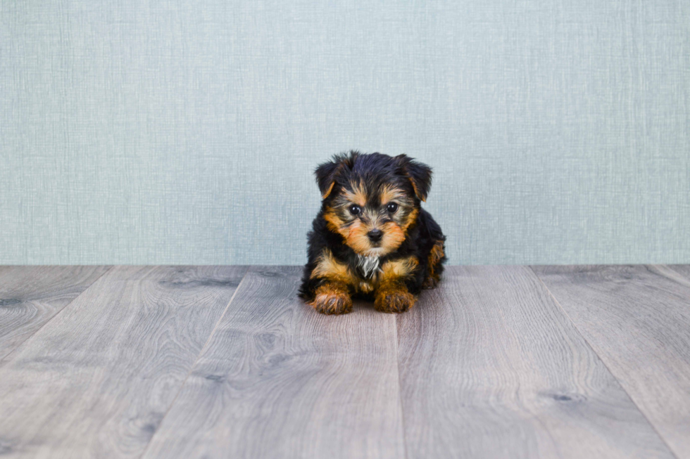 Meet Chase - our Yorkshire Terrier Puppy Photo 