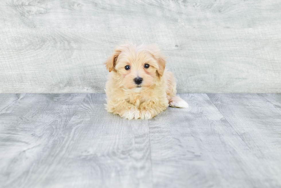 Maltipoo Pup Being Cute