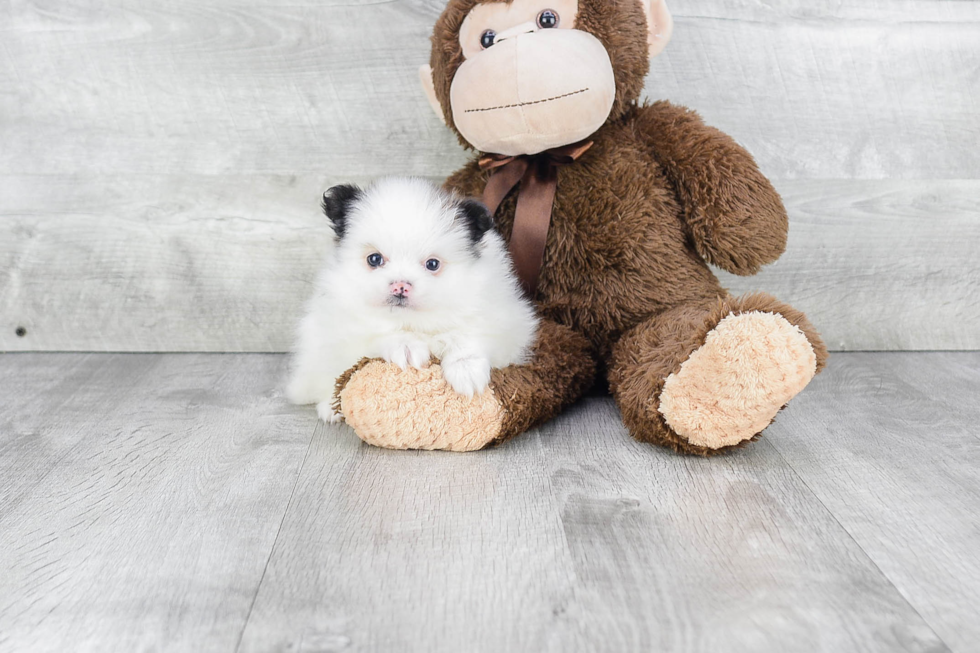 Smart Pomeranian Purebred Puppy