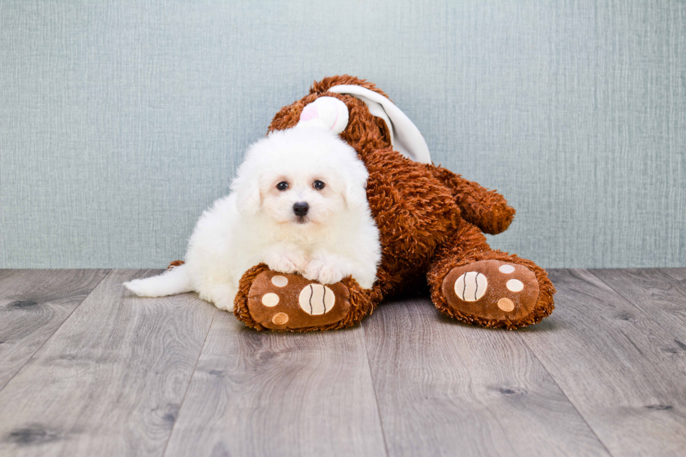 Adorable Bichon Frise Purebred Puppy