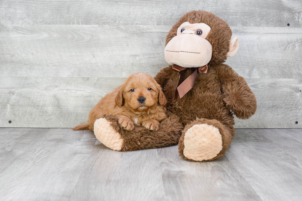 Little Golden Retriever Poodle Mix Puppy