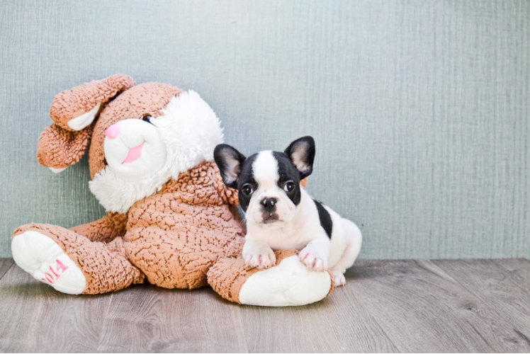 Best French Bulldog Baby