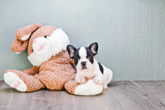 Best French Bulldog Baby