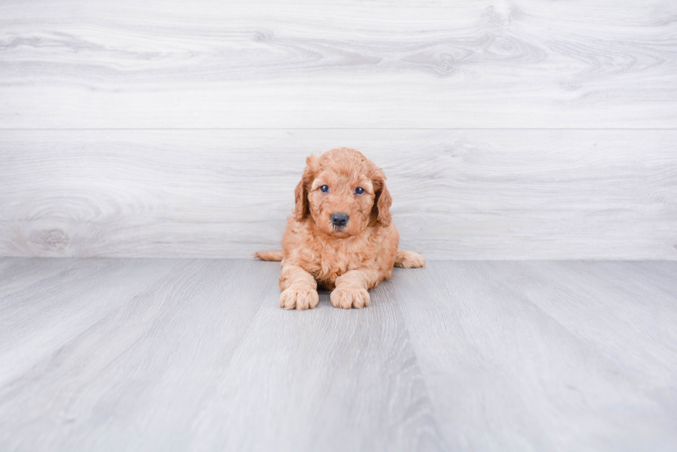 Petite Mini Goldendoodle Poodle Mix Pup