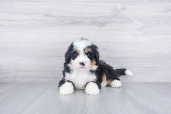 Best Mini Bernedoodle Baby