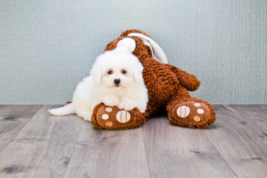 Friendly Bichon Frise Baby